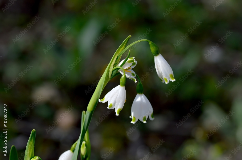 Schneeglöckchen StockFoto Adobe Stock