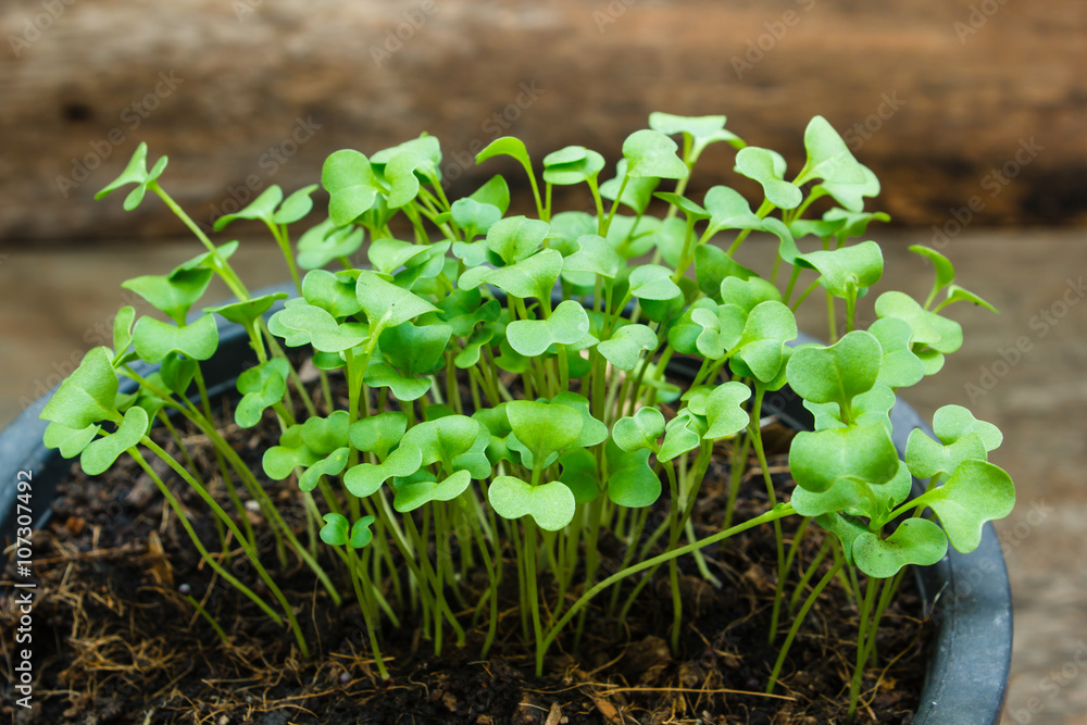 Seedling grow outdoor, New life. Seedling grow outdoor, New life.