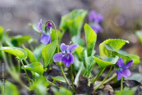 Closeup purple flowers (Scientific name: Viola odorata, Sweet Violet, English Violet, Common Violet or Garden Violet) blooming in spring  in wild meadow. Nature background.