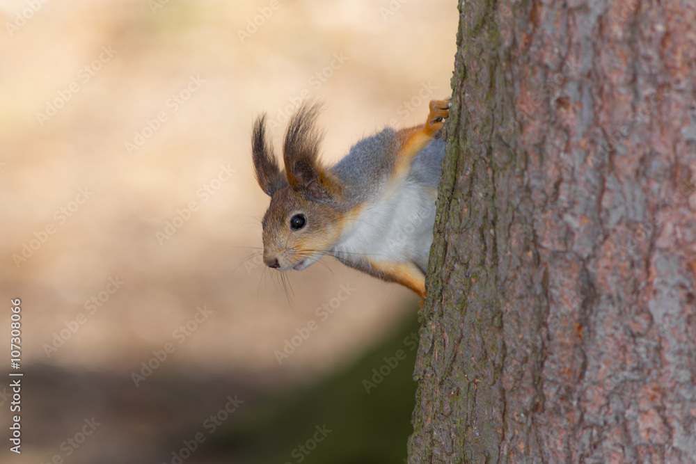 squirrel on the trunk squirrel on the trunk