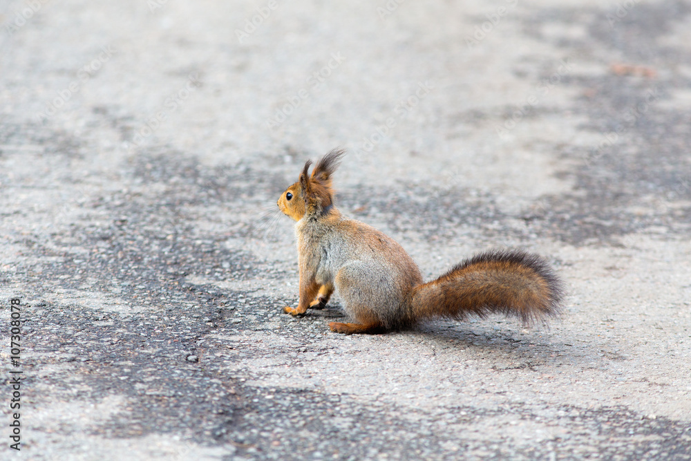 squirrel on an old asphalt road squirrel on an old asphalt road