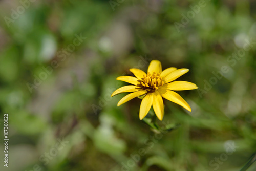 yellow wild flower on meadow 