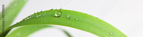Obraz  z motywem bubble drop on clover isolated on white