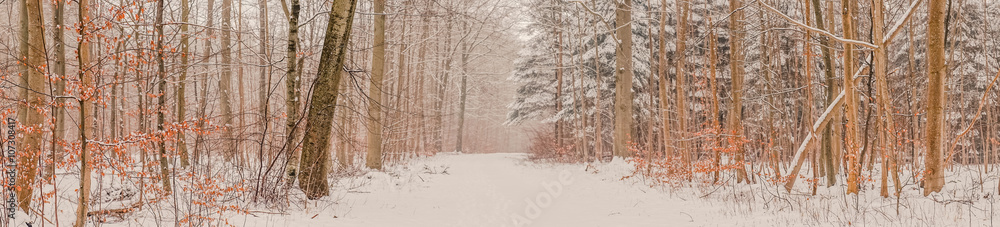 Snowy landscape in the forest at wintertime Snowy landscape in the forest at wintertime