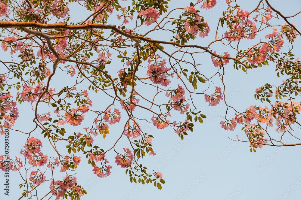 Pink trumpet tree or pink Tabebuia flower in full bloom Pink trumpet tree or pink Tabebuia flower in full bloom