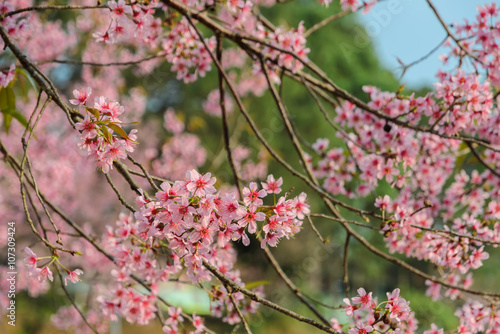 Wild Himalayan cherry blossom