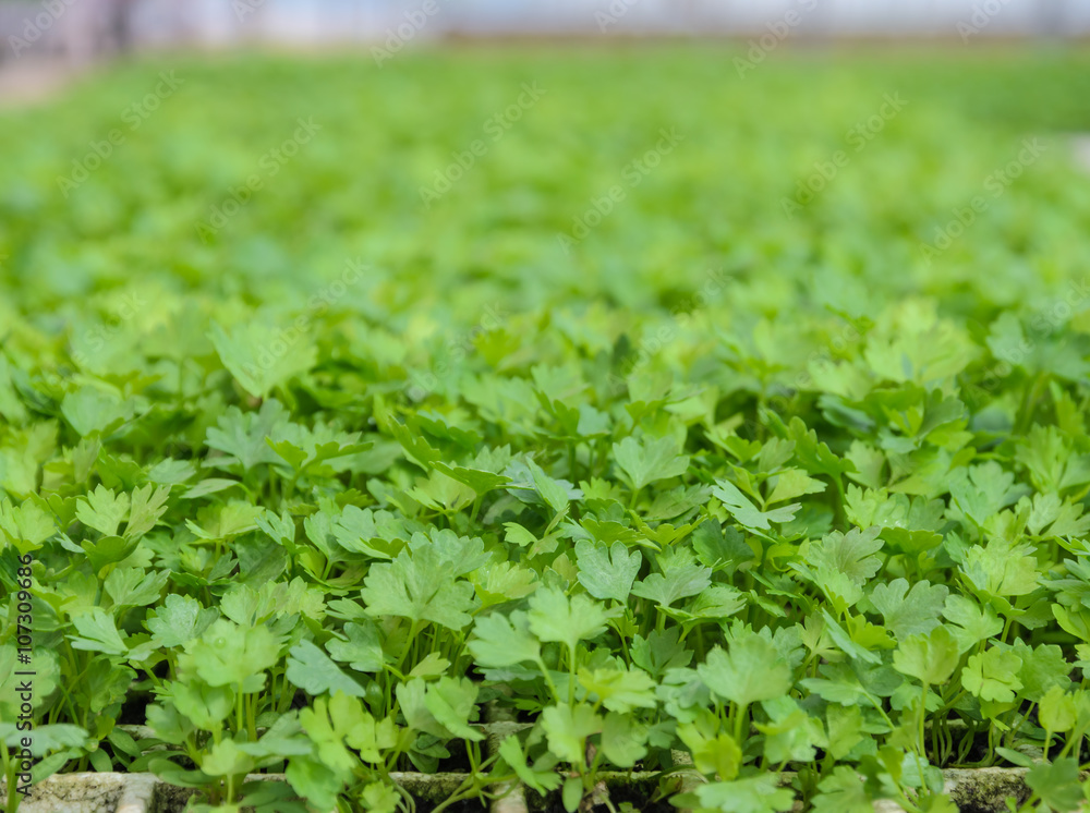 Chinese celery seedlings plant in a nursery Chinese celery seedlings plant in a nursery