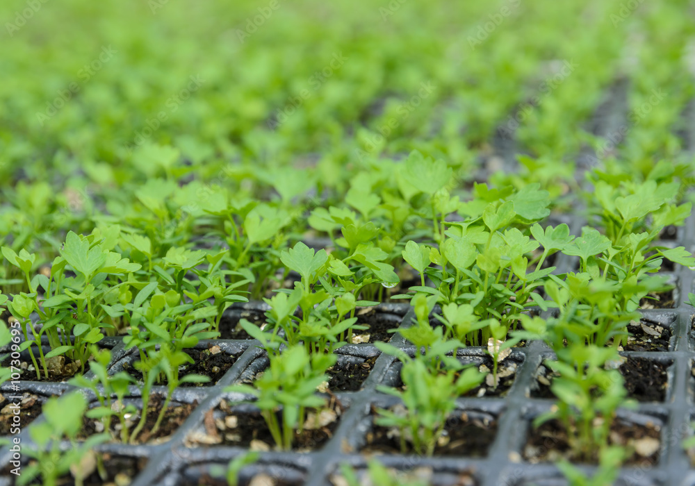 Chinese celery seedlings plant in a nursery Chinese celery seedlings plant in a nursery