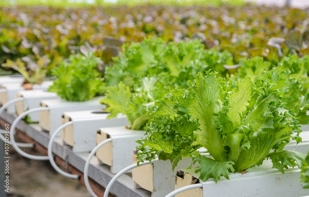 Close up of Fillie Iceburg leaf lettuce vegetables plantation Close up of Fillie Iceburg leaf lettuce vegetables plantation