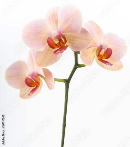 Orchid branch flowers