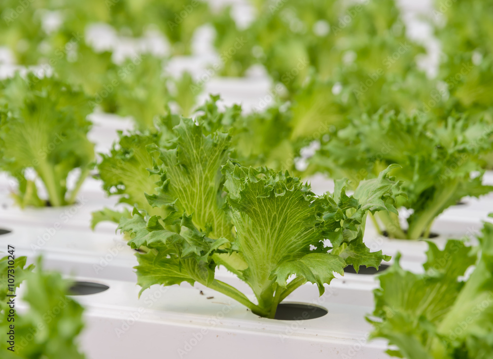Close up of Fillie Iceburg leaf lettuce vegetables plantation Close up of Fillie Iceburg leaf lettuce vegetables plantation