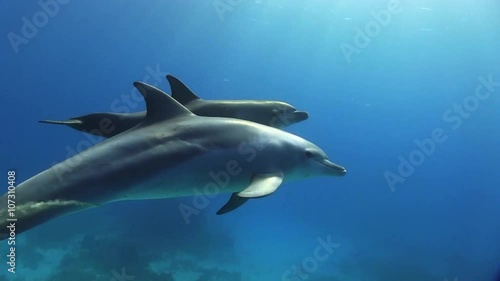 Dolphin mother swims by quickly with calf in the deep blue of the red sea photo