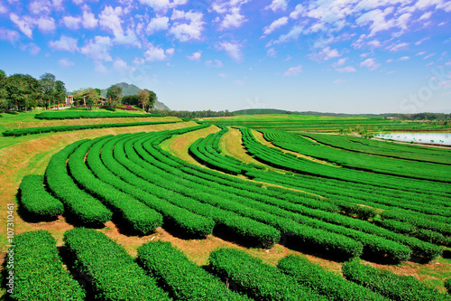 Green tea plantations in Thailand