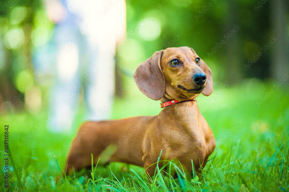 Smooth-haired dachshund standard, color red, female. Smooth-haired dachshund standard, color red, female.