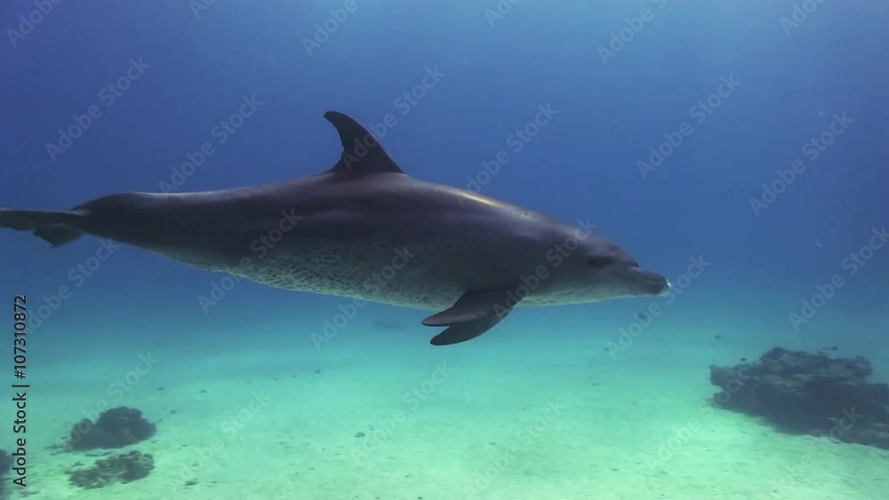 Bottlenose Dolphin swims by in the red sea Bottlenose Dolphin swims by in the red sea