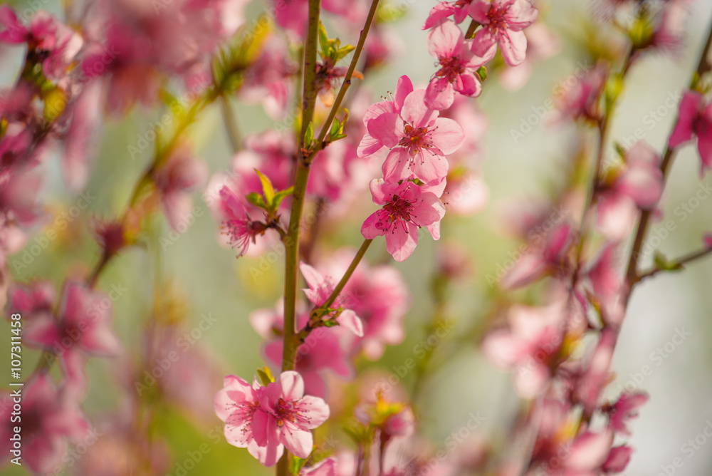 Peach tree branch blossoming in spring Peach tree branch blossoming in spring