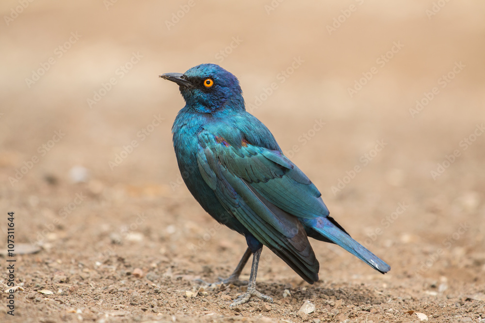 custom made wallpaper toronto digitalGlossy Starling (Lamprotornis nitens), Kruger Park, South Africa