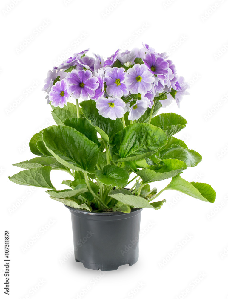 Primrose in flowerpot