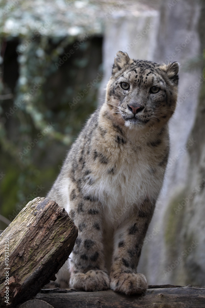 resting snow leopard, Uncia uncia, portrait. resting snow leopard, Uncia uncia, portrait.