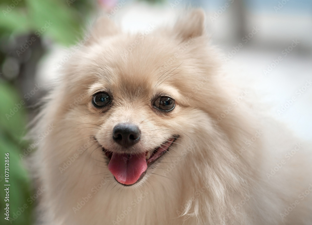 Pomeranian dog / Portrait of white pomeranian dog.