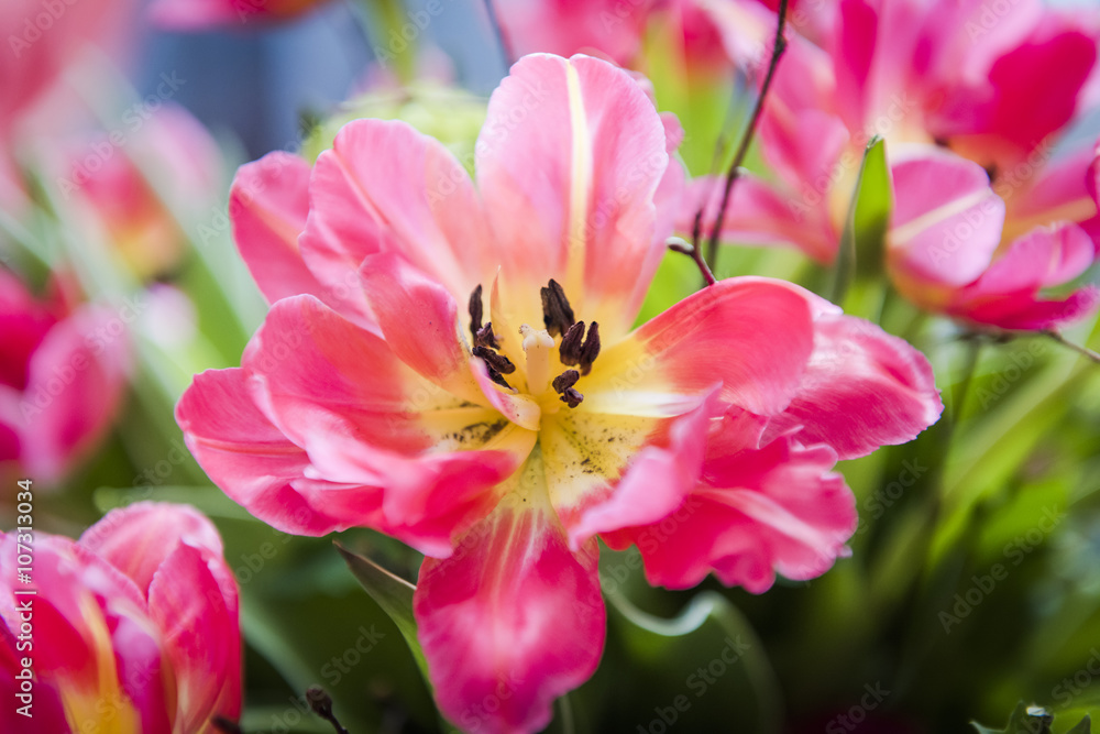 Tulpe, Zwiebelblume, Tulpen, Frühlingsblumen, Frühlingsstrauss, Blumendekoration, Dekoration, blumig, Basel, Schweiz, Amsterdam, Holland Tulpe, Zwiebelblume, Tulpen, Frühlingsblumen, Frühlingsstrauss, Blumendekoration, Dekoration, blumig, Basel, Schweiz, Amsterdam, Holland