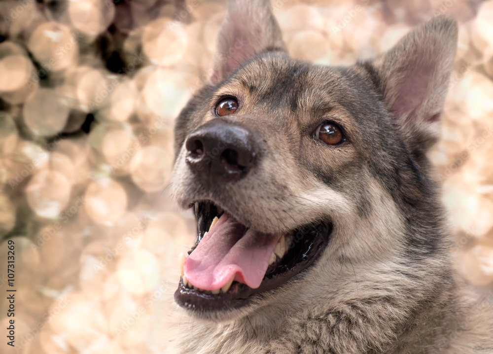 Wolf / Portrait of wolf on blur background, digital retouch.