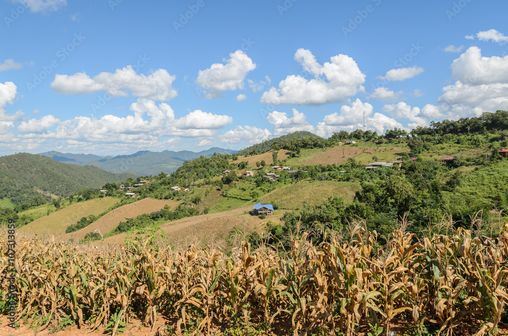 Dried corn terrace field in Thailand