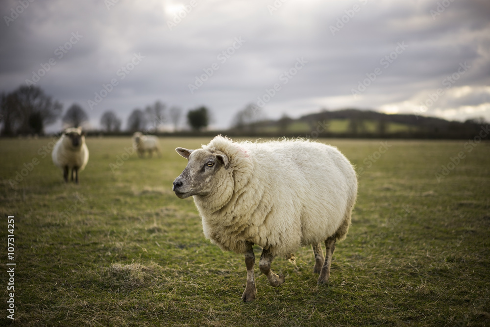 Pregnant Ewe. Spring. Sheep in Cotswold Landscape. Cheltenham, UK Pregnant Ewe. Spring. Sheep in Cotswold Landscape. Cheltenham, UK