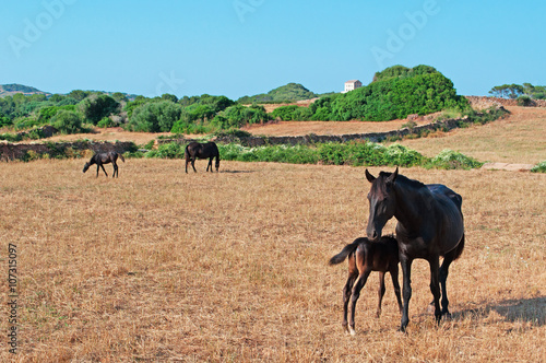 Fototapeta Naklejka Na Ścianę i Meble -  Minorca, Isole Baleari, Spagna: cavalli in un campo di grano nella campagna minorchina il 6 luglio 2013