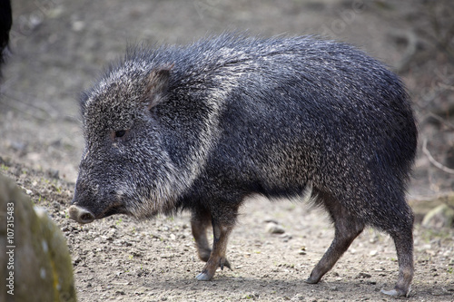 Chacoan peccary, Catagonus Wagner, looking for food photo