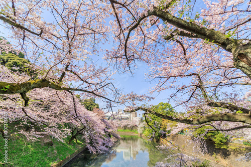 千鳥ヶ淵の桜 © taka