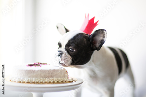 French bulldog puppy eats a small birthday cake © mintybear