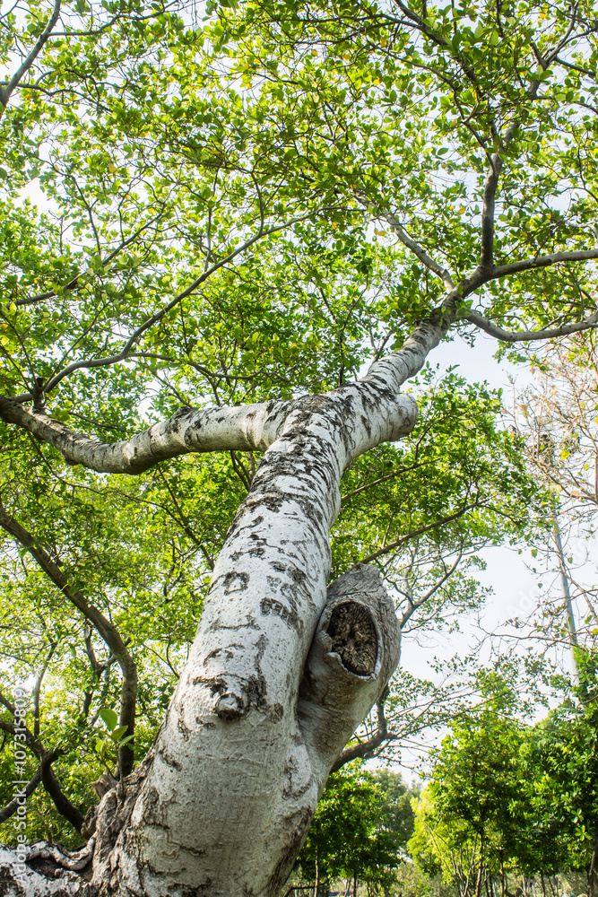 Fototapeta premium Tree
