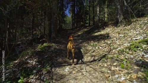 Happy dog hiking in the pine forest at great sunny day