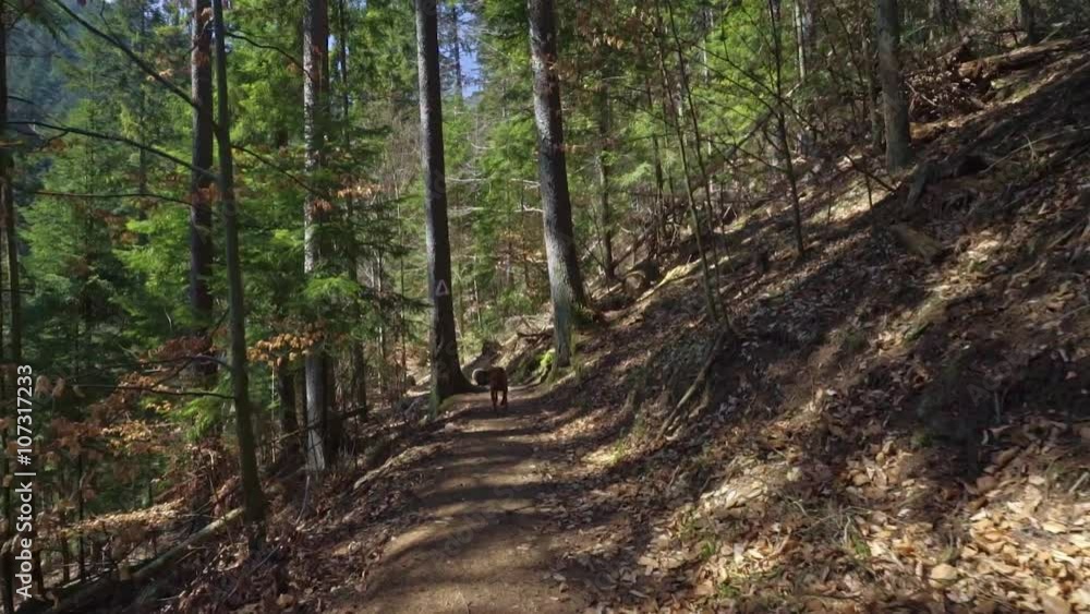 Happy dog hiking in the pine forest at great sunny day Happy dog hiking in the pine forest at great sunny day