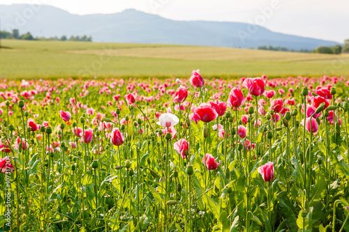 Pink blooming poppy, huge field of blossoming flowers