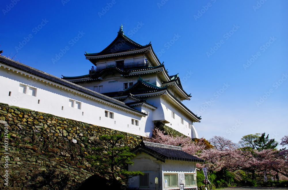 Fototapeta premium 和歌山城と桜