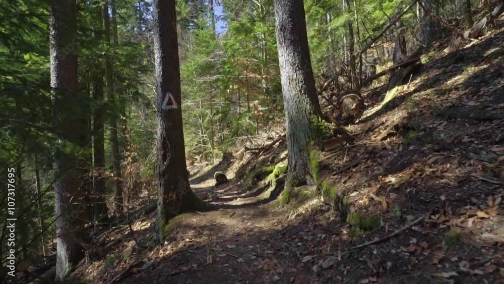 Steadicam shot in the pine forest at great sunny day Steadicam shot in the pine forest at great sunny day