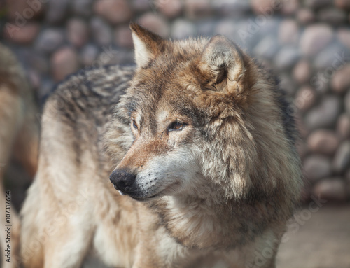 Grey Wolf  Canis lupus 