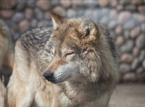 Grey Wolf (Canis lupus)