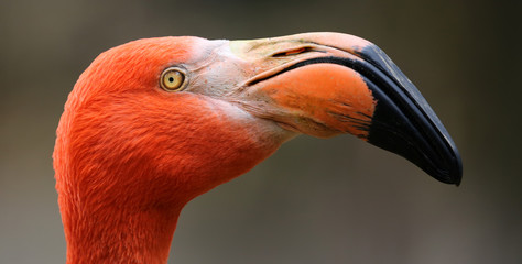 Poster Flamingo Amerikaanse flamingo van dichtbij  © Henner Damke