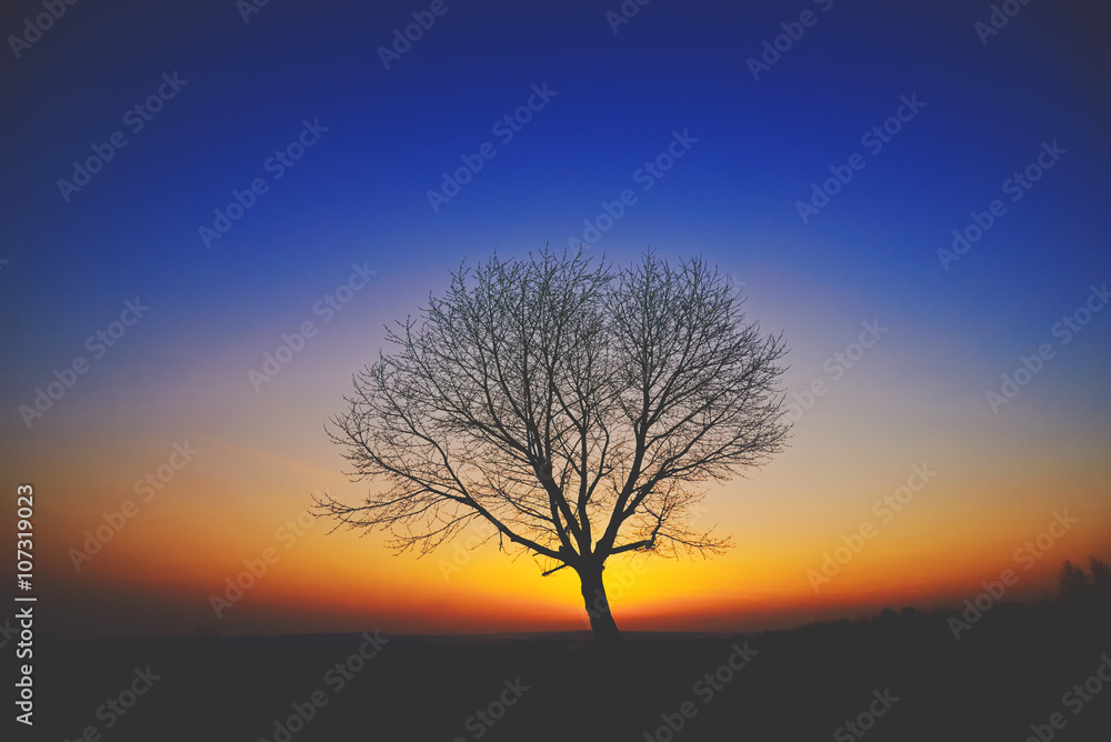 Drzewo o zachodzie słońca na tle kolorowego nieba - obrazy, fototapety, plakaty 