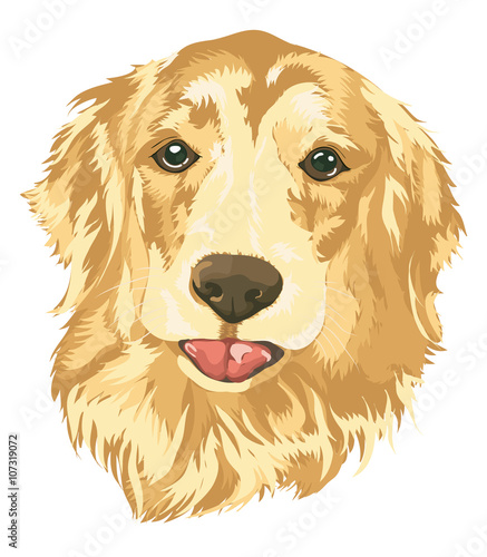 Portrait of a Golden Retriever, isolated on White Background,vector