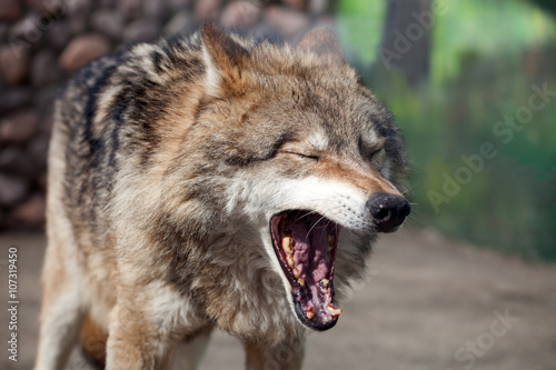 Grey Wolf (Canis lupus) yawns