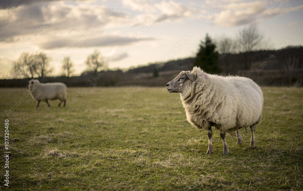 Naklejka premium Pregnant Ewe. Spring. Sheep in Cotswold Landscape. Cheltenham, UK