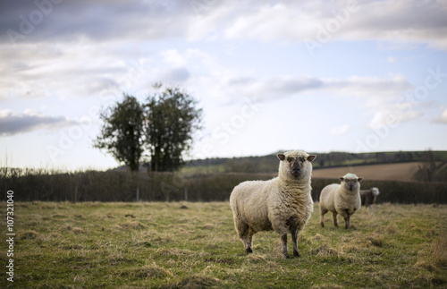 Sheep and Lambs in Cotswold Landscape. Cheltenham, UK