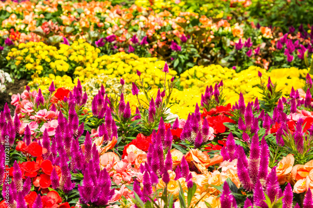 Scenic view of colorful flower beds in garden Thailand.