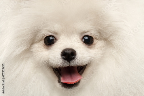 Bild auf Leinwand Closeup Furry Happiness White Pomeranian Spitz Dog Curious Smiling