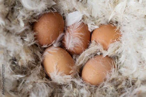 chicken eggs in feathers 