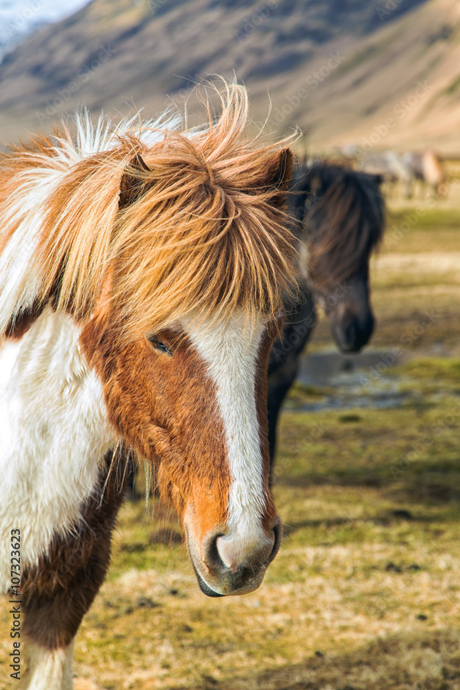 Obraz premium Islandpferde
